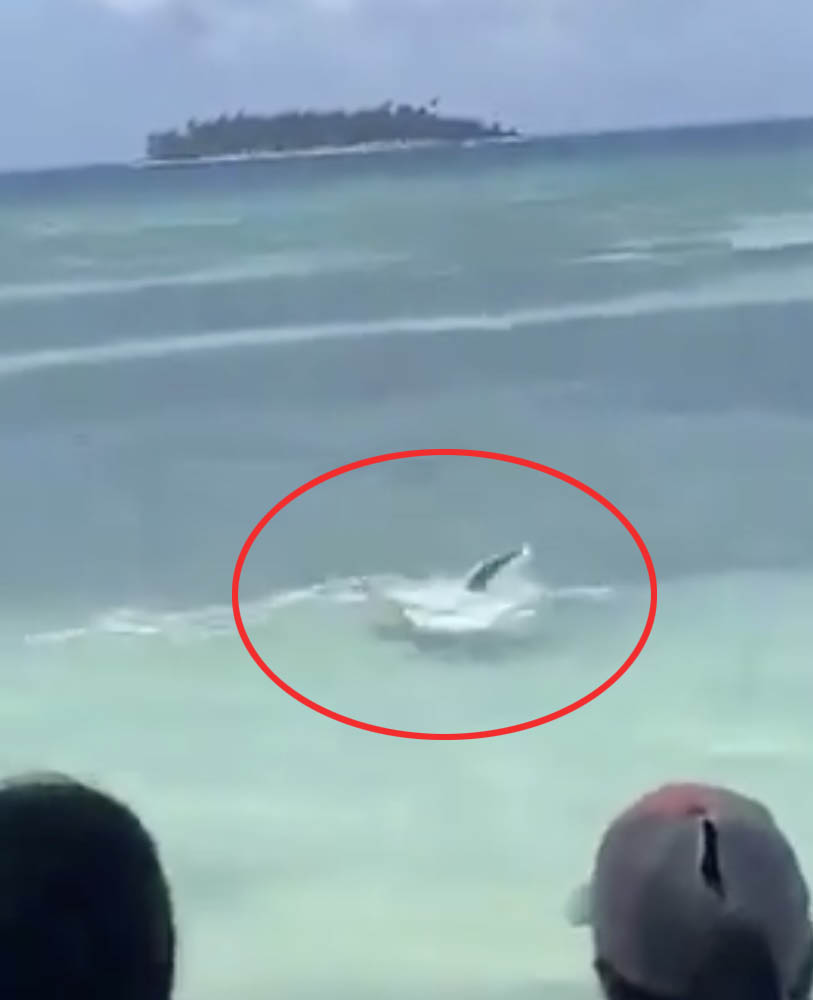 Video grab of the hammerhead shark and the manta ray fight recorded by people on the beach in Caribbean Sea.
