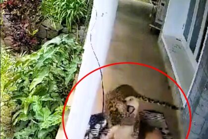 shocking video shows a poor dog being attacked by a deadly leopard before it’s owner runs out and scares it away, captured on CCTV camera in Coonoor, Tamil Nadu, India.