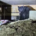 A video grab of a shocking Cheeky bear found squatting underneath family home.
