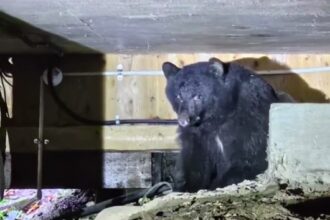 A video grab of a shocking Cheeky bear found squatting underneath family home.