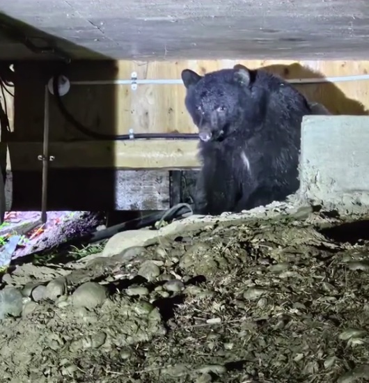 A video grab of a shocking Cheeky bear found squatting underneath family home.