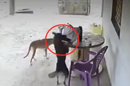 a cheeky stray dog nicking a man’s phone from a tabletop leaves social media users stunned in Angola near Ararendá, Brazil caught on CCTV.