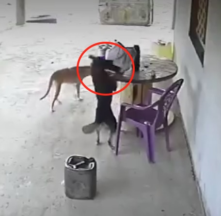 a cheeky stray dog nicking a man’s phone from a tabletop leaves social media users stunned in Angola near Ararendá, Brazil caught on CCTV.