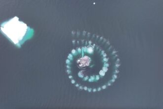 two whales in a beautiful, synchronised swim known as ‘bubble net feeding’ to capture their dinner.