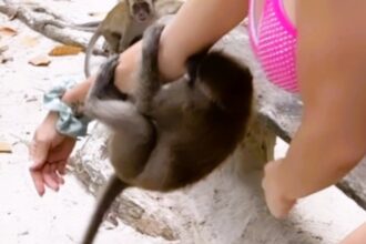 video grab of the moment when Emmy Russ was being attracted and bitten by group of monkeys while on a holiday vacation.