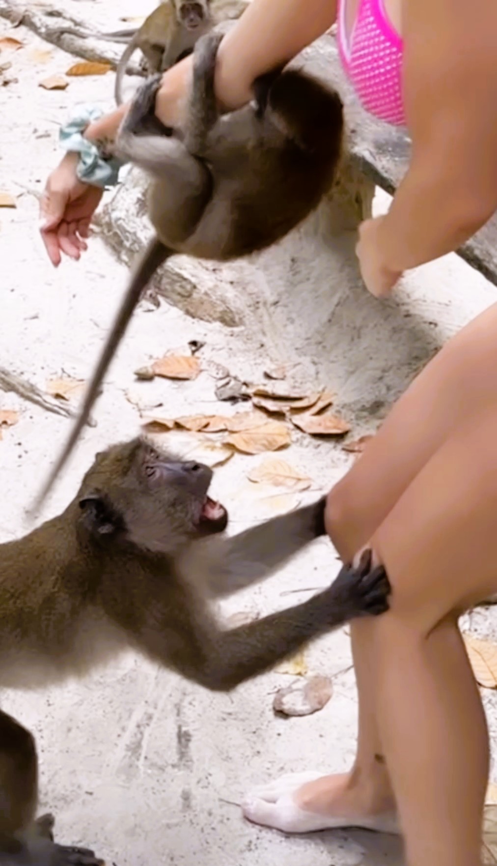 video grab of the moment when Emmy Russ was being attracted and bitten by group of monkeys while on a holiday vacation.
