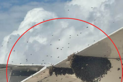 The bee’s swarming the wing of the plane left passengers stranded on tarmac for over an hour, in Fernando de Noronha, Brazil, and landed in Natal.