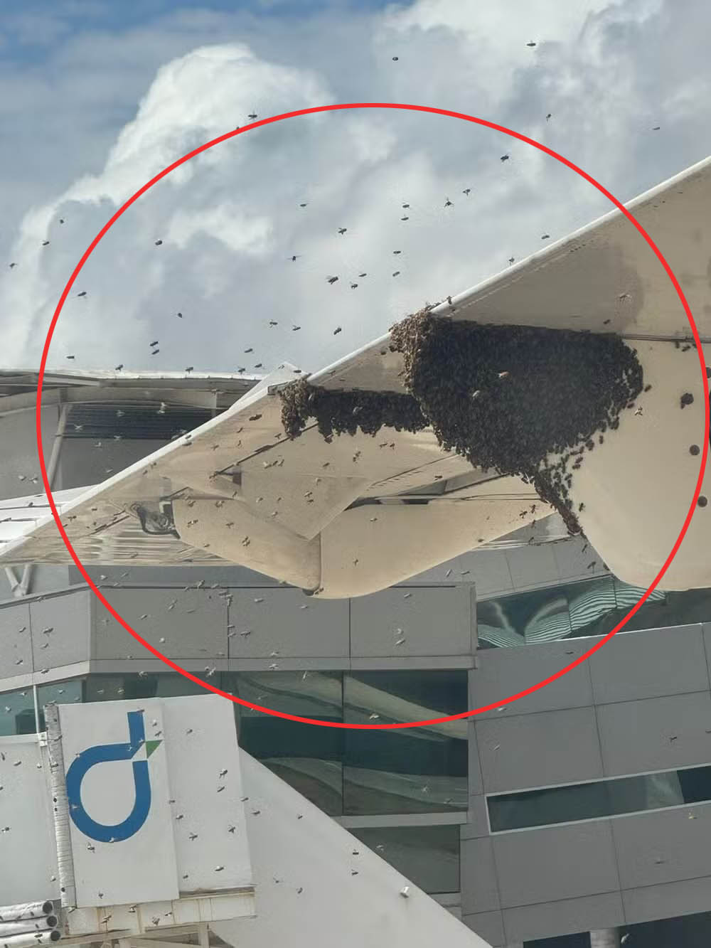 The bee’s swarming the wing of the plane left passengers stranded on tarmac for over an hour, in Fernando de Noronha, Brazil, and landed in Natal.