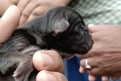 Video grab the Puppy born with SIX LEGS leaves owner stunned.