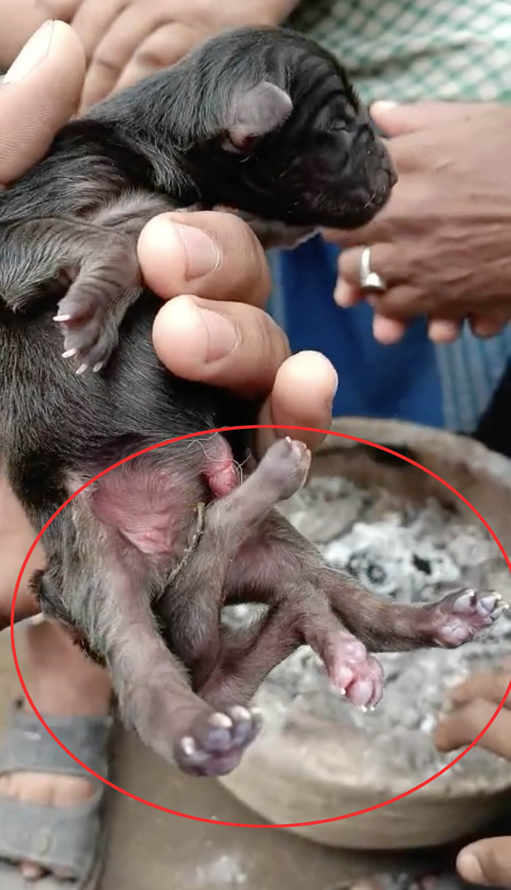 Video grab the Puppy born with SIX LEGS leaves owner stunned.