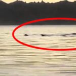 the mysterious monster reported to be a sighting of Nahuelito the Argentinian Nessie in a lake leaves social media users horrified.