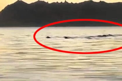 the mysterious monster reported to be a sighting of Nahuelito the Argentinian Nessie in a lake leaves social media users horrified.