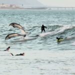 Nick Liotta the man surfing with dolphins in an increasable video from California.