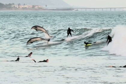 Nick Liotta the man surfing with dolphins in an increasable video from California.