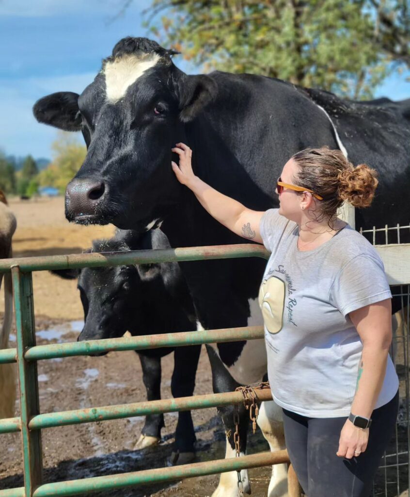 Romeo, believed to be the world's tallest cow.
