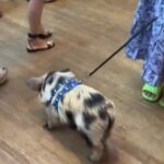 A video grab of a woman letting her pet pig poo all over the Apple Store.