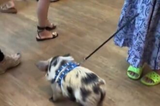 A video grab of a woman letting her pet pig poo all over the Apple Store.