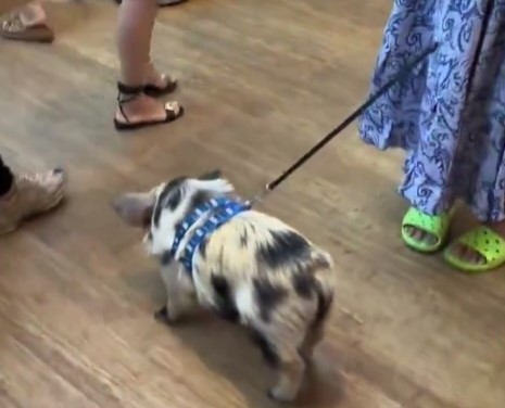 A video grab of a woman letting her pet pig poo all over the Apple Store.