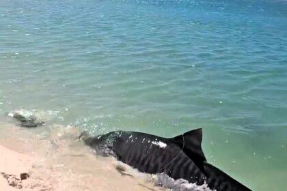 Video grab - Ruth Gaw's video in which a tiger shark beaches itself trying to catch a turtle video goes viral on social media.