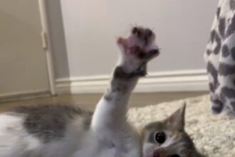 Alice the cat with rare condition goes viral on social media.