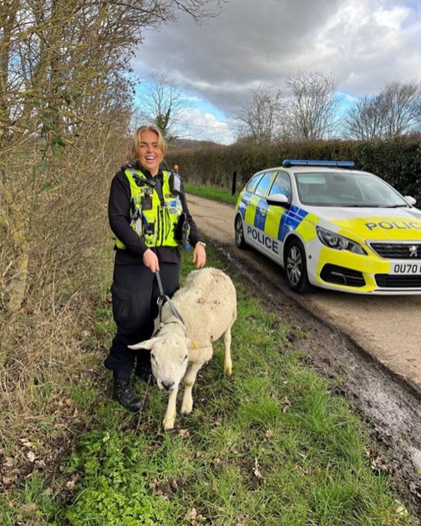 the escaped sheep found itself in the back of a cop car on the A1 at Buckden, near Huntingdon, Cambridgeshire, after concerned drivers alerted the police.