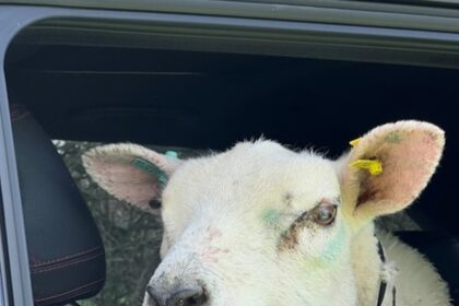 the escaped sheep found itself in the back of a cop car on the A1 at Buckden, near Huntingdon, Cambridgeshire, after concerned drivers alerted the police.
