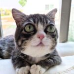 Winky, the short-haired dwarf tabby cat, has captured hearts on Instagram with her huge eyes, often likened to Hollywood actor Emma Stone. Rescued by Tim and Heather Spencer, Winky's unique has appearance and personality.