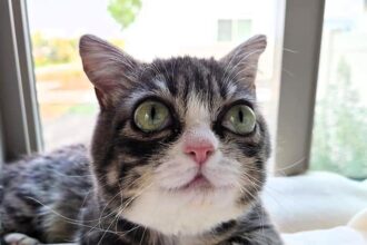 Winky, the short-haired dwarf tabby cat, has captured hearts on Instagram with her huge eyes, often likened to Hollywood actor Emma Stone. Rescued by Tim and Heather Spencer, Winky's unique has appearance and personality.