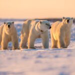 British photographer Stephen Dean captures stunning images of a family of polar bears taking a break during a long trek in -40C temperatures near Hudson Bay, Canada. As International Polar Bear Day approaches.