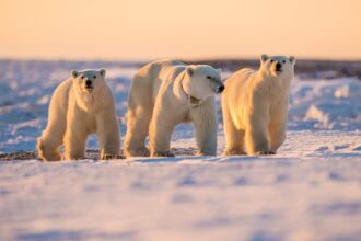 British photographer Stephen Dean captures stunning images of a family of polar bears taking a break during a long trek in -40C temperatures near Hudson Bay, Canada. As International Polar Bear Day approaches.