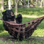 Witness Bouncer, the Asiatic black bear, finding bliss in a hammock at Wildlife Friends Foundation Thailand (WFFT) sanctuary. Despite a leg injury, he cherishes moments with watermelon, reminding us of the joy all animals deserve.