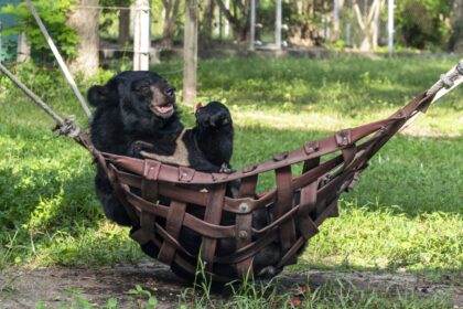 Witness Bouncer, the Asiatic black bear, finding bliss in a hammock at Wildlife Friends Foundation Thailand (WFFT) sanctuary. Despite a leg injury, he cherishes moments with watermelon, reminding us of the joy all animals deserve.