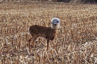 Deer rescued by police in Indiana after 12 days with plastic container stuck on its head. Officers cornered it to remove safely.