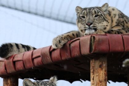 Firefighters repurpose old hoses into hammocks and toys for zoo animals, benefitting snow leopards, lemurs, goats, and more at Northumberland Zoo.