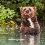 A family of brown bears, led by daddy bear Lewis, expertly catch salmon at Crescent Lake in Alaska. Photographer Stephen Dean captures their prowess from just 20 meters away.