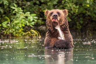 A family of brown bears, led by daddy bear Lewis, expertly catch salmon at Crescent Lake in Alaska. Photographer Stephen Dean captures their prowess from just 20 meters away.