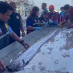 Rare deep-sea oarfish caught by fishermen off the coast of Thailand, sparking interest due to its mythological significance and size.