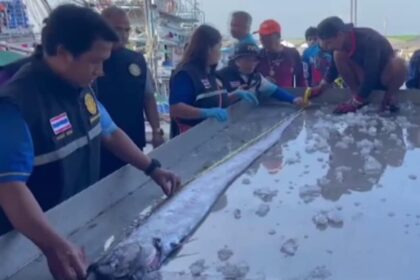 Rare deep-sea oarfish caught by fishermen off the coast of Thailand, sparking interest due to its mythological significance and size.