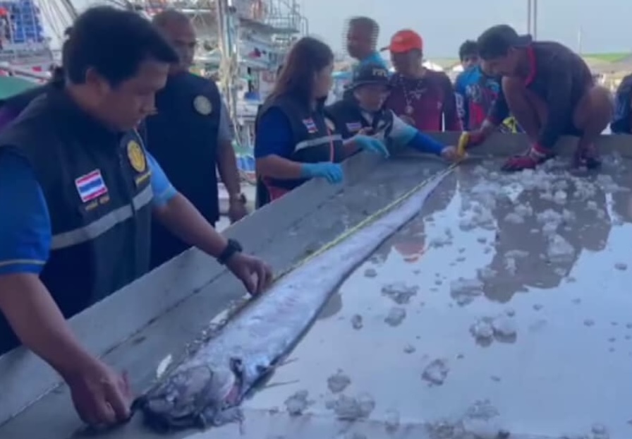Rare deep-sea oarfish caught by fishermen off the coast of Thailand, sparking interest due to its mythological significance and size.
