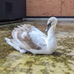 A feisty swan crash-landed on a car park roof, trapped overnight. Rescued by RSPCA, released into River Tees. Unusual but heartwarming tale.