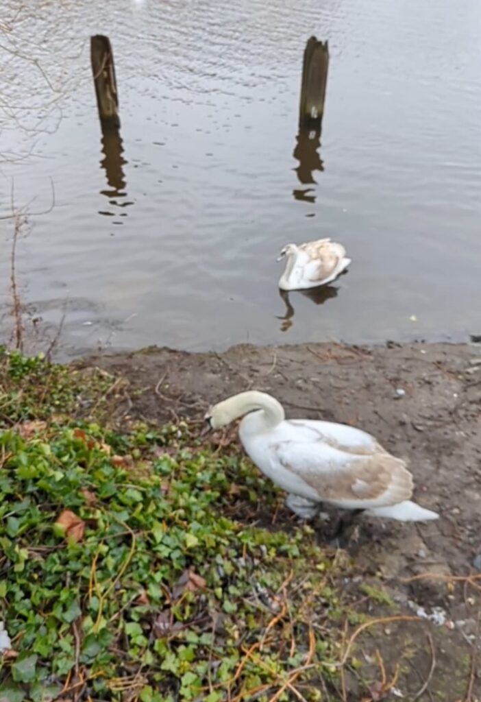 A feisty swan crash-landed on a car park roof, trapped overnight. Rescued by RSPCA, released into River Tees. Unusual but heartwarming tale.