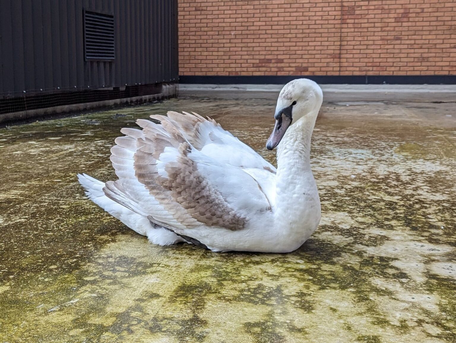 A feisty swan crash-landed on a car park roof, trapped overnight. Rescued by RSPCA, released into River Tees. Unusual but heartwarming tale.