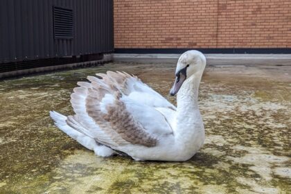 A feisty swan crash-landed on a car park roof, trapped overnight. Rescued by RSPCA, released into River Tees. Unusual but heartwarming tale.