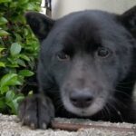 Neighbors mistakenly report pet dog as a 'bear', sparking investigation. Meet Chao Nao, the adorable KaiKen pup from Japan.