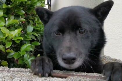 Neighbors mistakenly report pet dog as a 'bear', sparking investigation. Meet Chao Nao, the adorable KaiKen pup from Japan.
