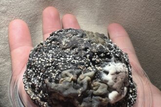 Would you dare to try it? Old Blue Brain, a one-year-old cheese covered in mold, is causing a stir at Borough Market, London. gets mocked online.
