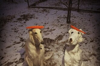 the funny dog pictures which went viral on social media.