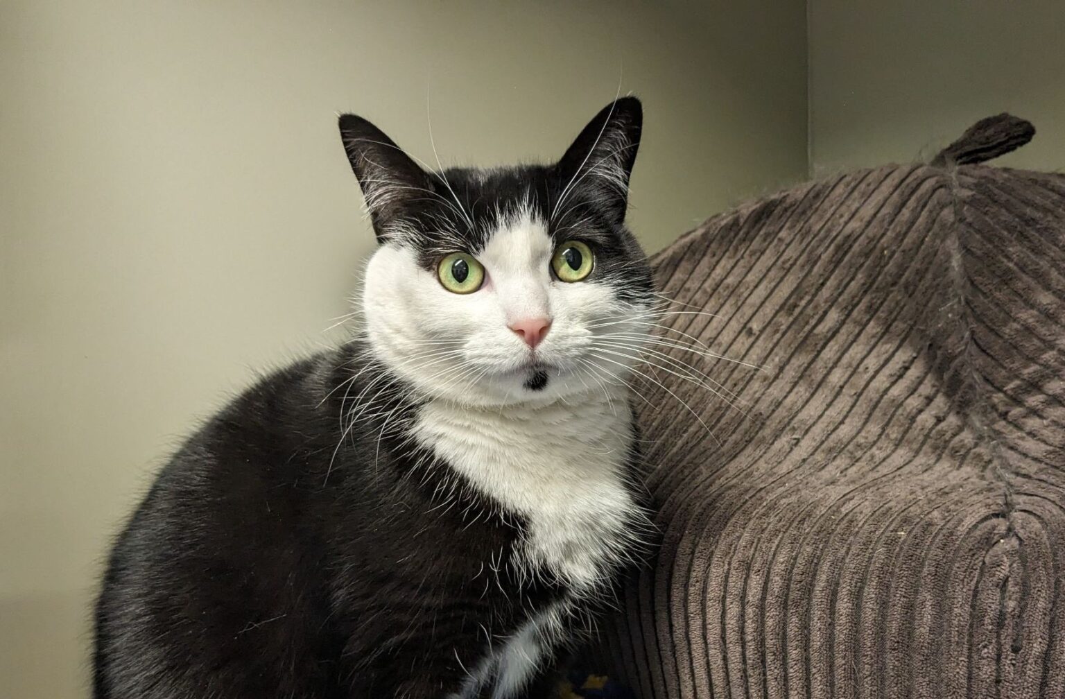 Josie, a timid cat, seeks a home with adult women, as she's scared of men, kids, and other pets. RSPCA hopes to find her a loving and patient owner.