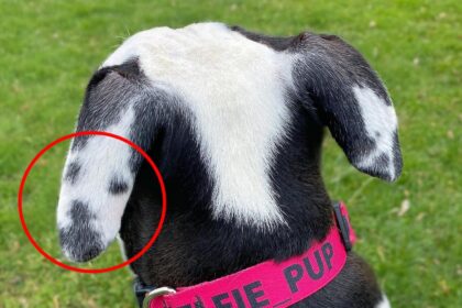 adorable rescue dog goes viral on social media for unique marks with a “selfie” on her ear – a white mark with black dots for eyes and mouth.