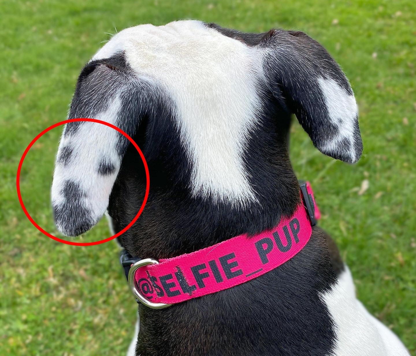 adorable rescue dog goes viral on social media for unique marks with a “selfie” on her ear – a white mark with black dots for eyes and mouth.